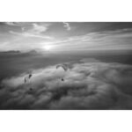 Companion SQR Classic (Advance-Evotec) - Image 4